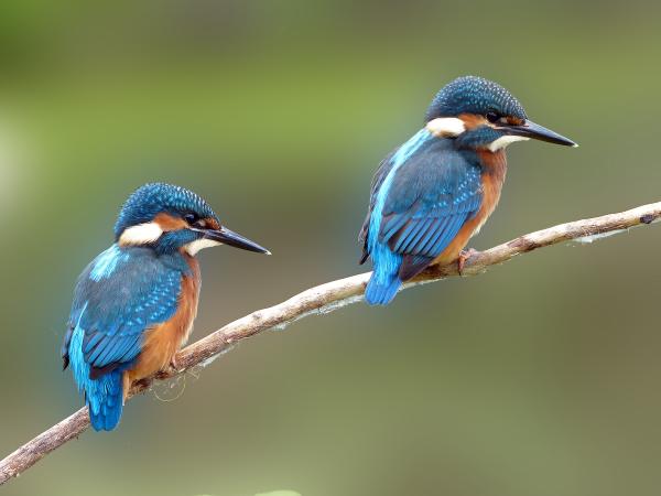 Titolo: The WWF Oasis of Alviano 